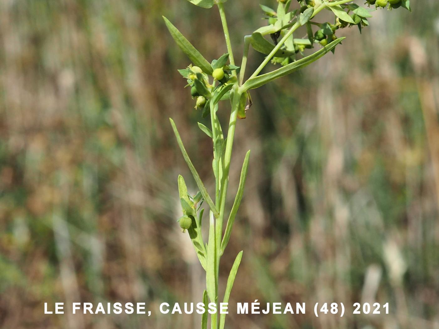 Spurge, Dwarf leaf